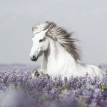 دانلود آهنگ   باور کن سرگرد والا نمیخوریم الکل