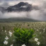 دانلود آهنگ   همه تنهات بزارن من که نمردم