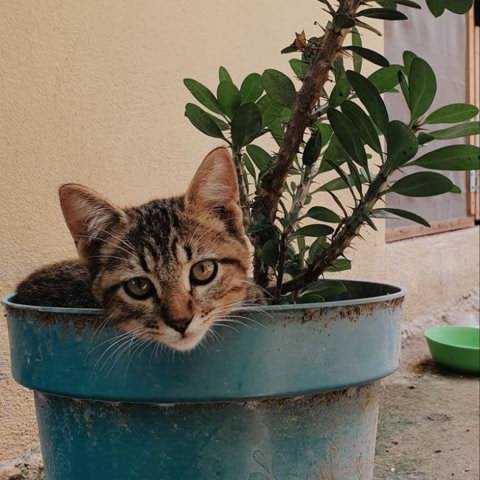 مهدی عسگری خسته عشق